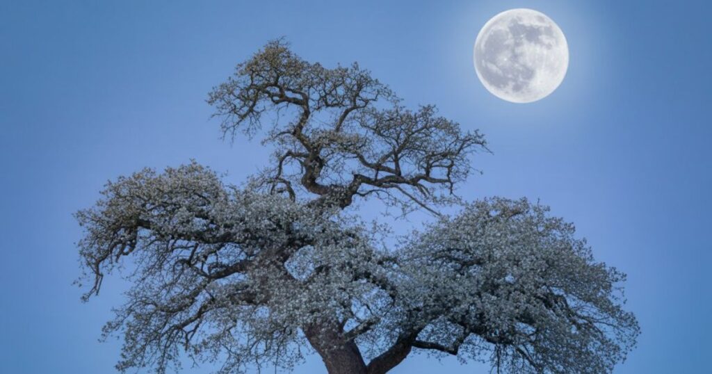 As the moon watches over the night